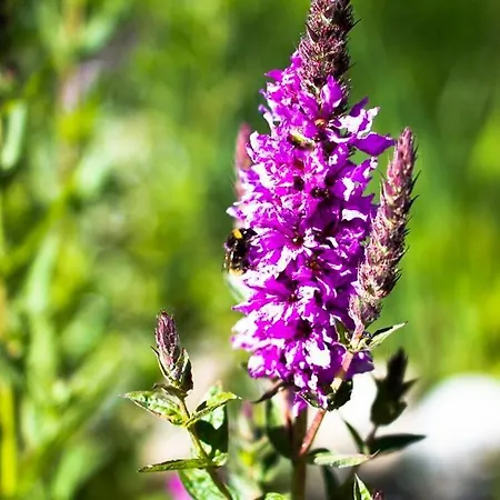 Apartmán Alberts Bellevue *