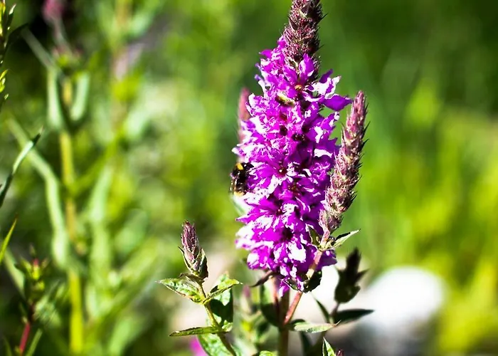 דירה Alberts Bellevue *